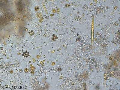 phyto/Pertuis Charentais/Tasdon_st2/PAMPAS 2019-2021/Kirchneriella sp1 (TASDON_St2_R1_0719003).tif(copy)_thumb.jpg